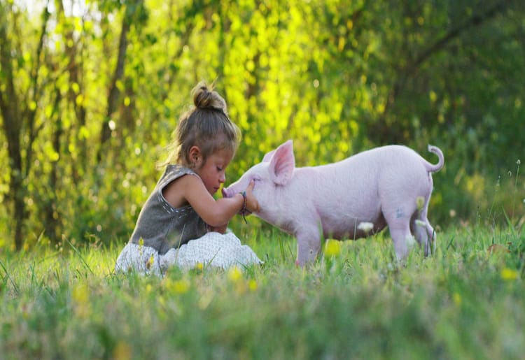 You can show care for animals as it's a cruelty-free process.